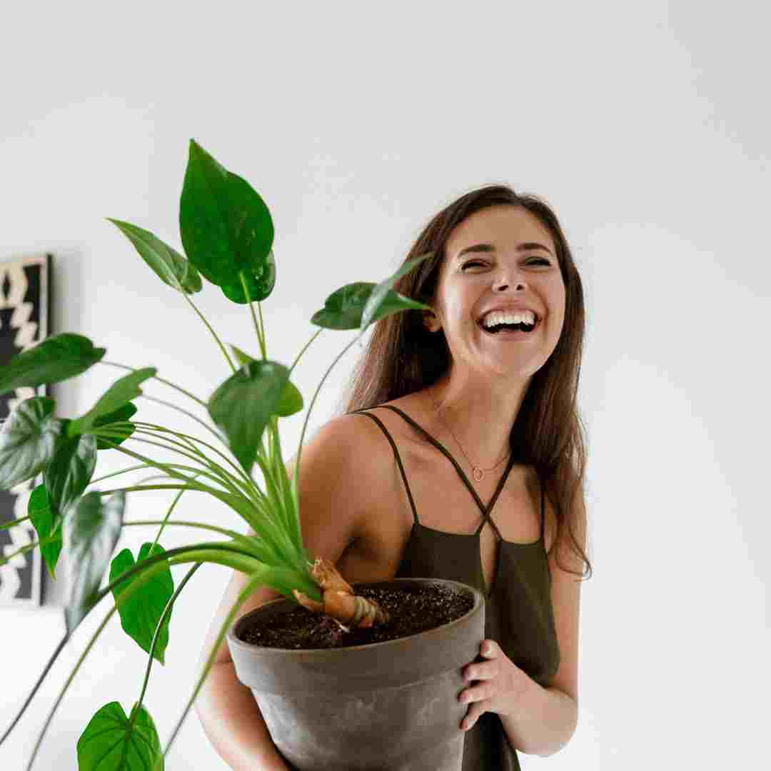 indoor plants which improve indoor air quality