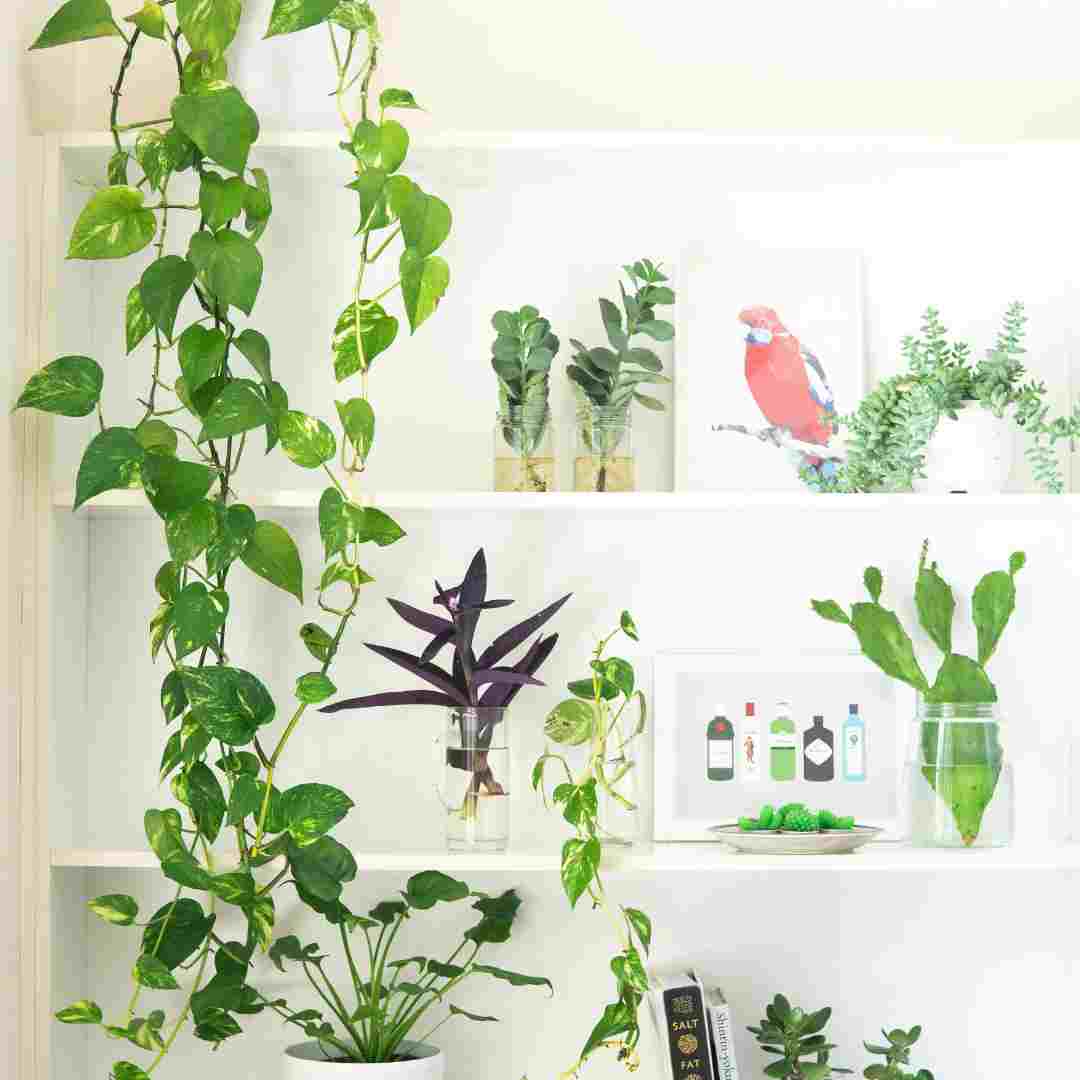 Plants inside home improves indoor air quality